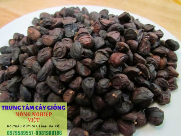 Cây dổi giống - Đặc điểm, cách trồng và địa điểm mua cây giống chuẩn