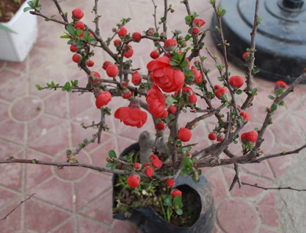 Cây hoa mai bông đỏ lùn đẹp chơi tết giá bán sỉ lẻ rẻ nhất