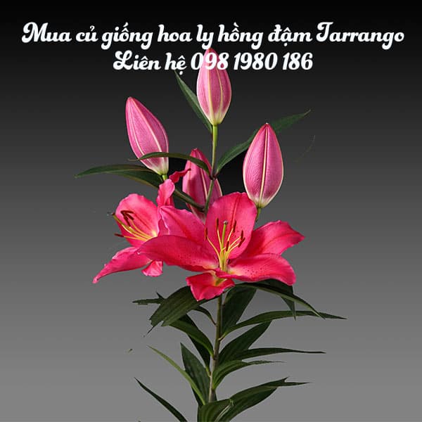 hoa ly hồng đậm Tarrango