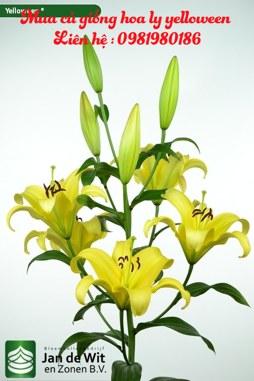 Hoa ly vàng Yelloween