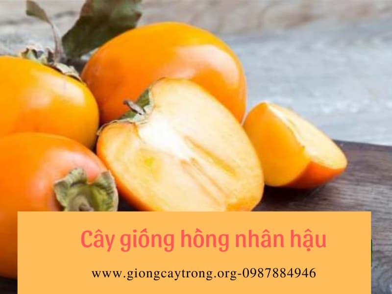 Cây giống hồng Nhân Hậu - giống hồng quả đỏ chín vào dịp tết