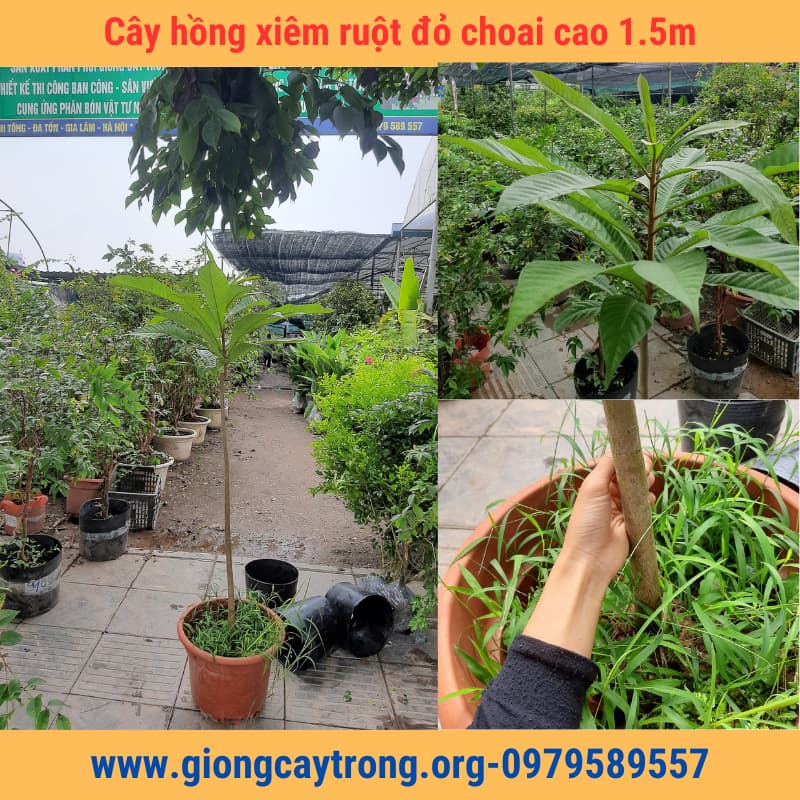 Cây hồng xiêm ruột đỏ khổng lồ choai cao 1m5 - Nông Nghiệp Việt