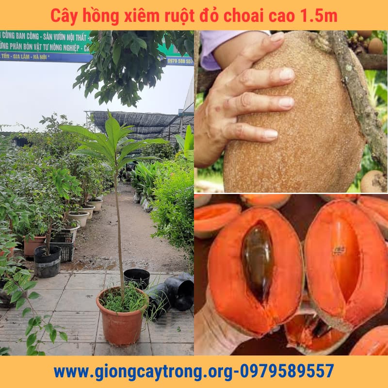 Cây hồng xiêm ruột đỏ khổng lồ choai cao 1m5 - Nông Nghiệp Việt