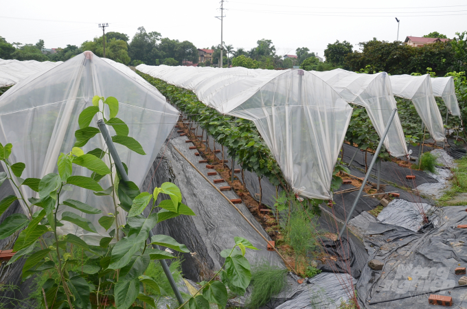 ki thuat trong nho ha den