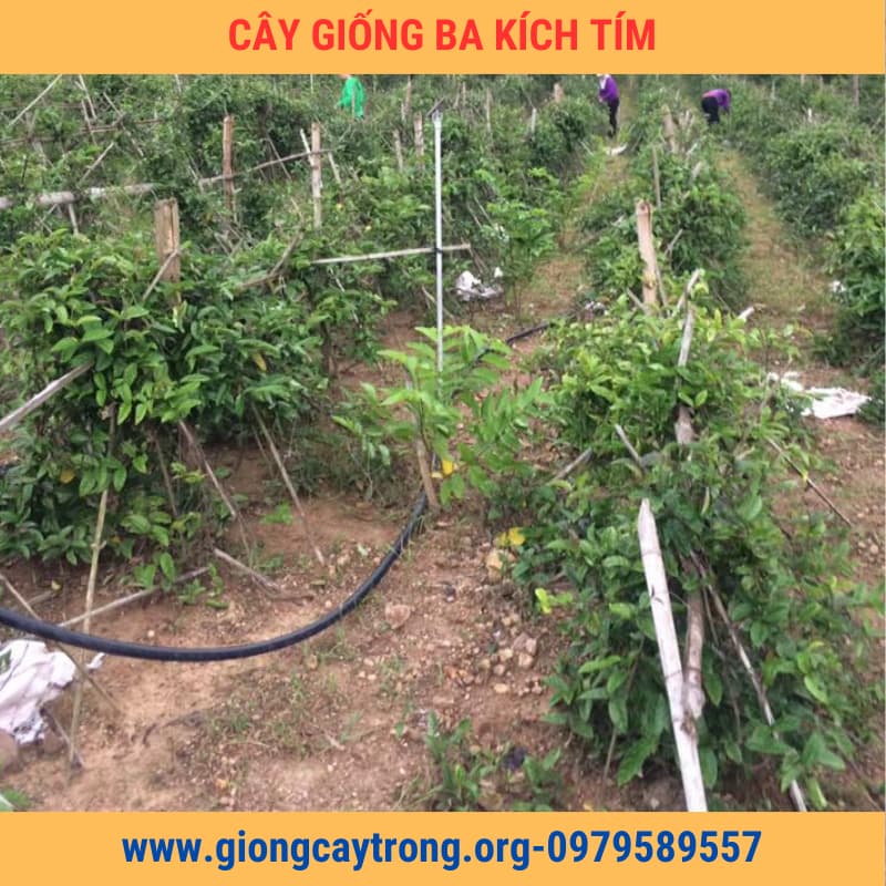 làm giàn trồng ba kích tím