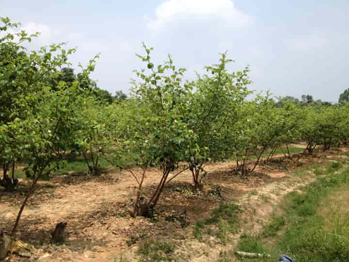 mật độ trồng táo thái