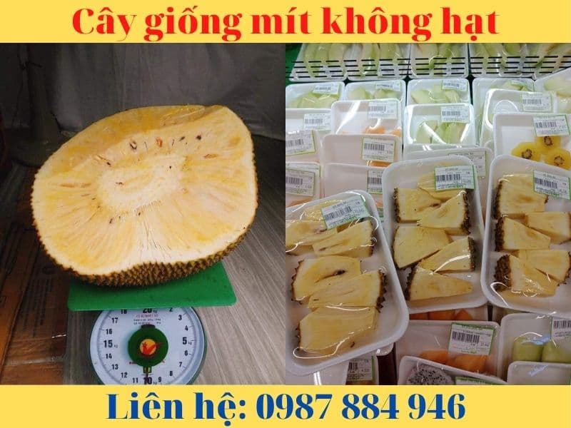 Giống Mít Không Hạt- Giống chuẩn- Nông Nghiệp Việt