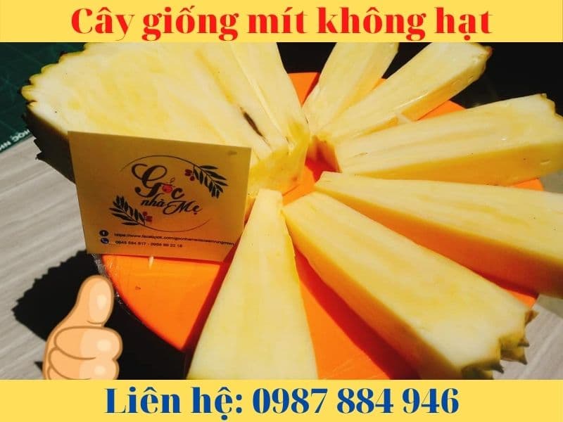 Giống Mít Không Hạt- Giống chuẩn- Nông Nghiệp Việt