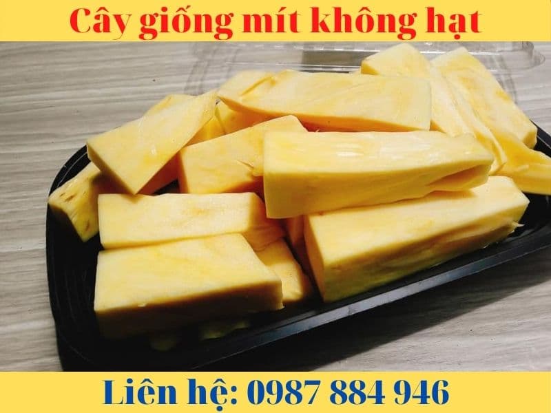 Giống Mít Không Hạt- Giống chuẩn- Nông Nghiệp Việt