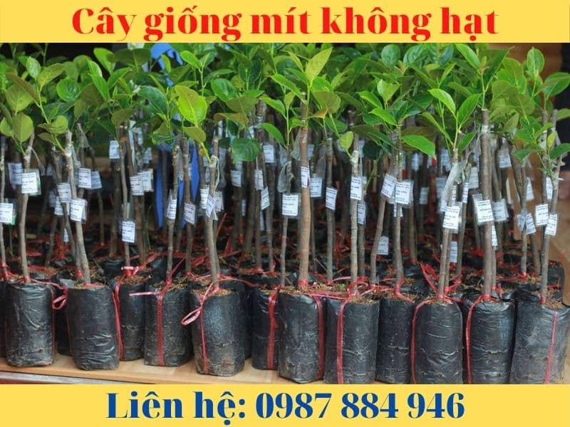 Giống Mít Không Hạt- Giống chuẩn- Nông Nghiệp Việt