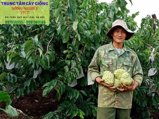 Cây Na Thái  Lan- Đặc điểm, cách trồng và địa điểm mua cây giống na thái chuẩn