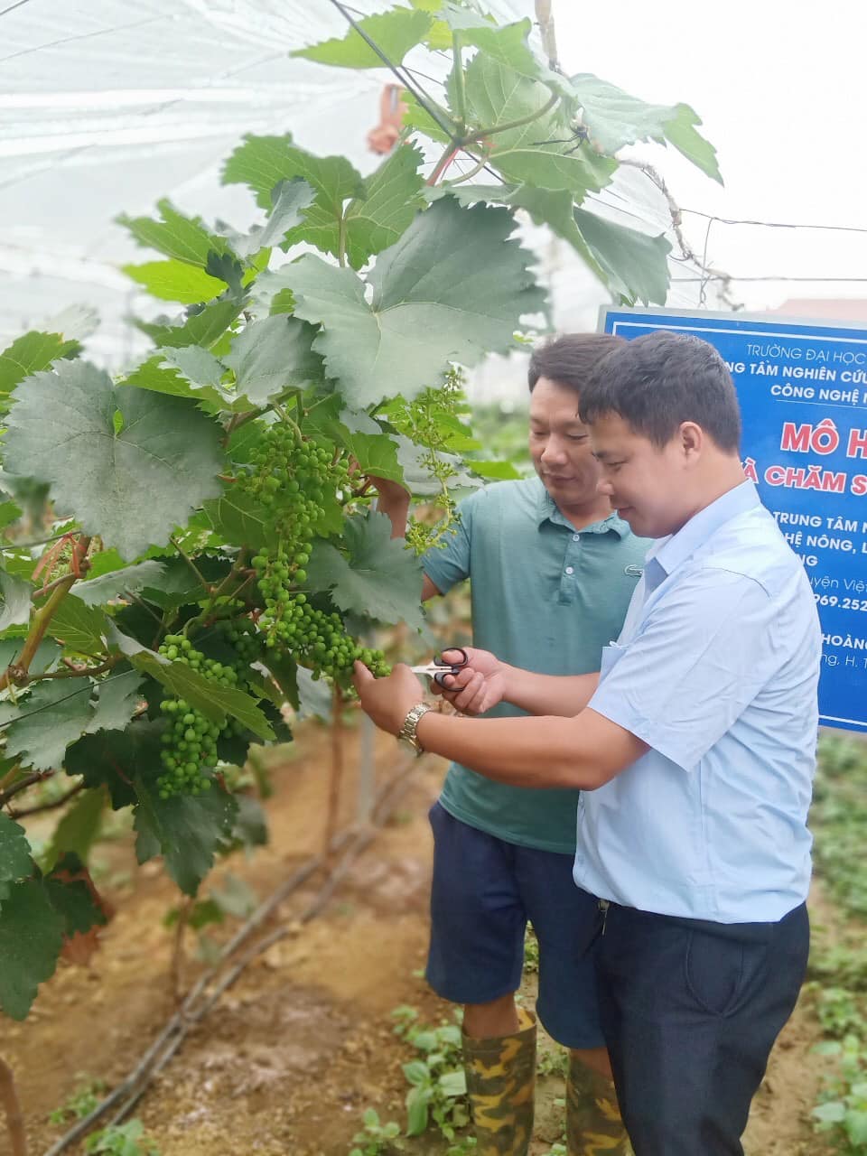 mo hinh trong nho ha den (4)