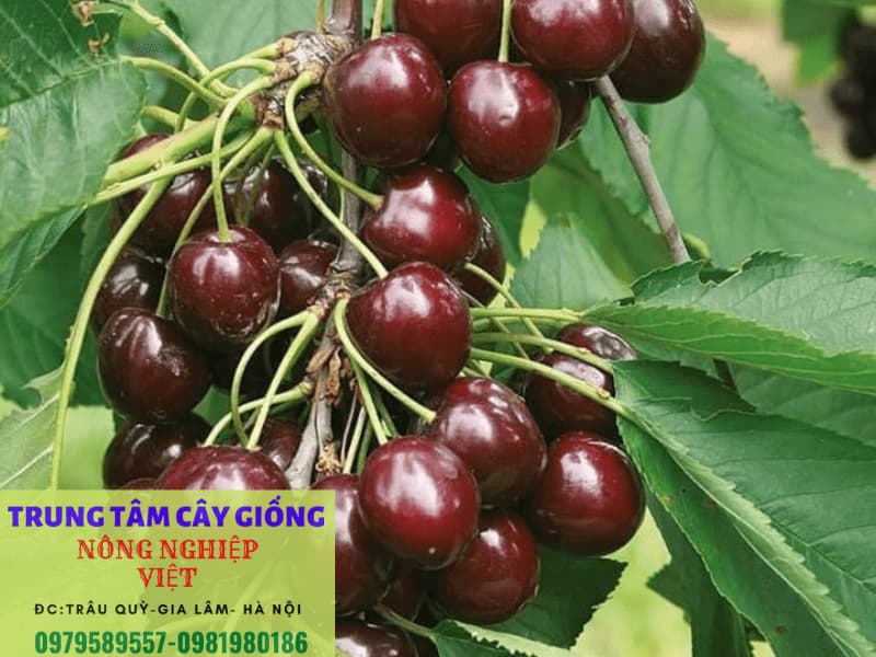 Cây giống Cherry Brazil - Giống mới cho quả chỉ sau 12 tháng