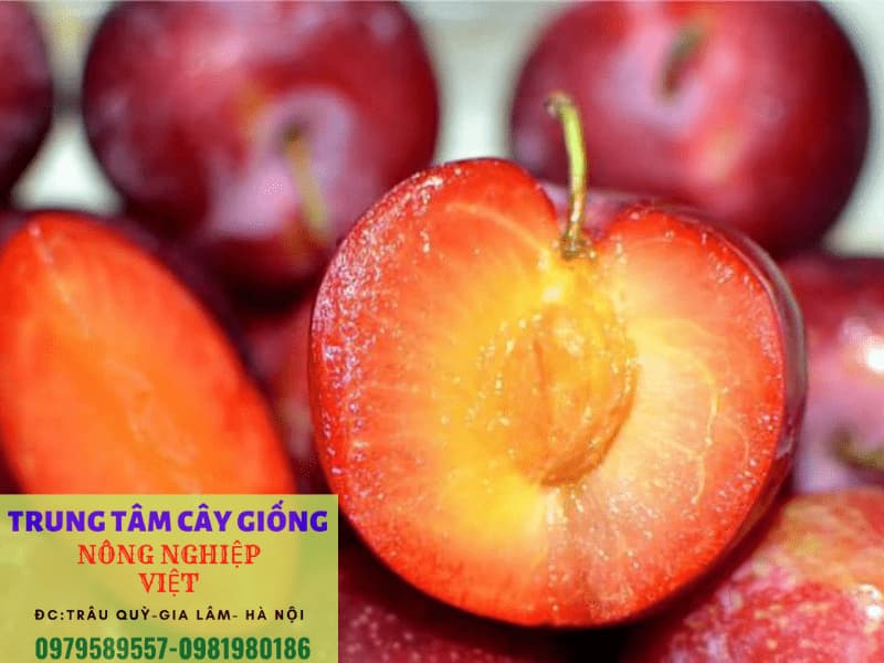 Cây giống Cherry Brazil - Giống mới cho quả chỉ sau 12 tháng