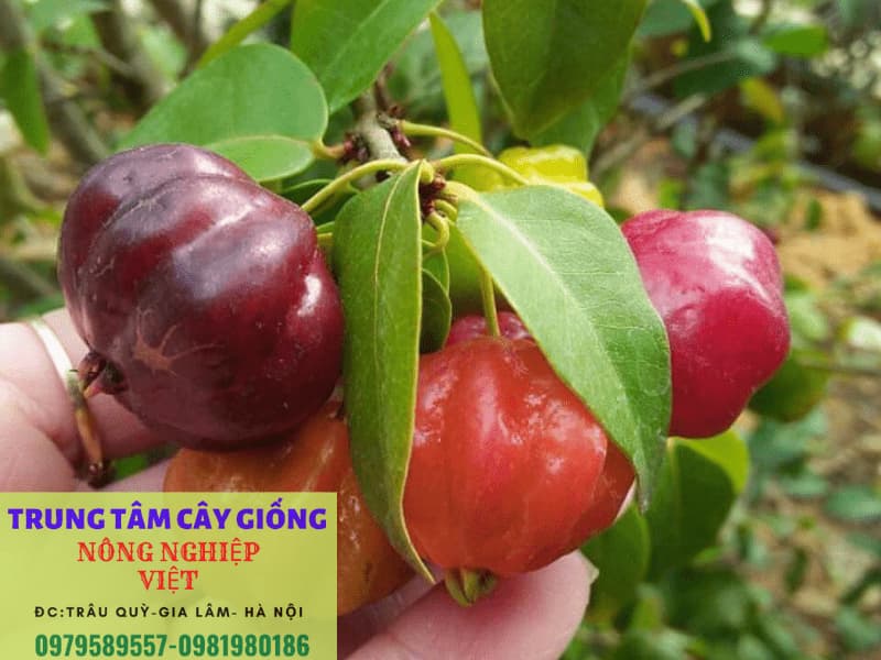 Cây giống Cherry Brazil - Giống mới cho quả chỉ sau 12 tháng