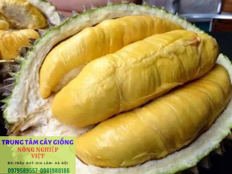 Top 5 giống sầu riêng ngon nhất hiện nay