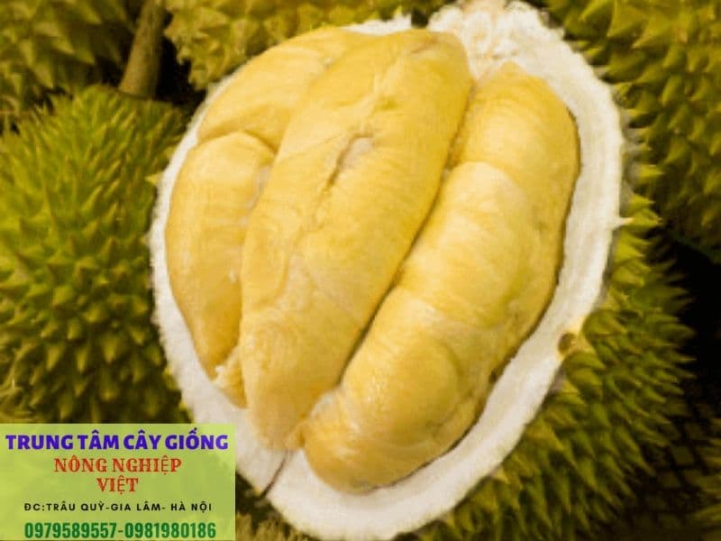 So sánh giống sầu riêng ri6 hạt lép và sầu riêng Thái MonThong-Dona