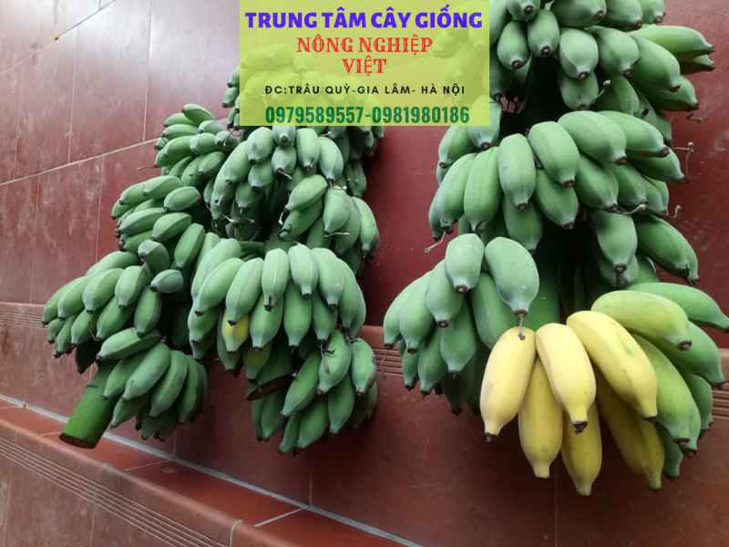 Cây giống chuối tây - Đặc điểm, cách trồng và địa điểm mua giống chuẩn