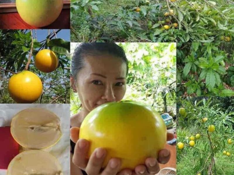 Bí quyết trồng vú sữa hoàng kim Đài Loan -TT Nông Nghiệp Việt