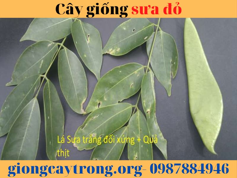 Cây giống sưa đỏ - Cây giống chuẩn - cách trồng và chăm sóc