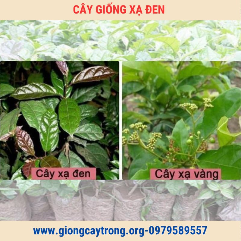 Cây Xạ Đen Giống Chuẩn Có Bảo Hành - Vườn Ươm Nông Nghiệp Việt