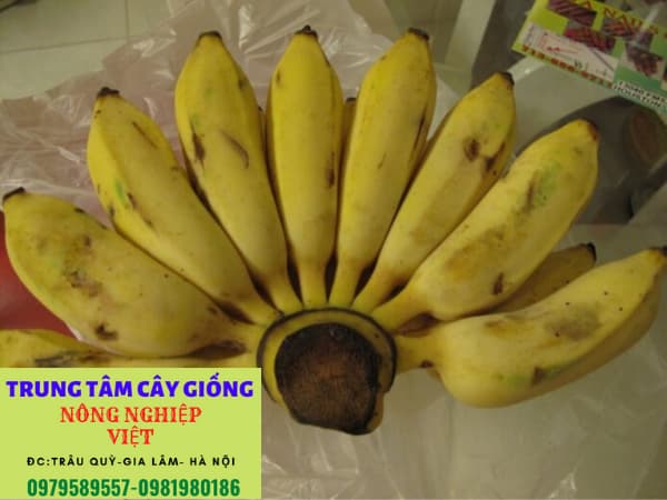 Cây giống chuối tây Thái Lan- Ưu điểm, cách trồng và địa điểm mua cây giống chất lượng