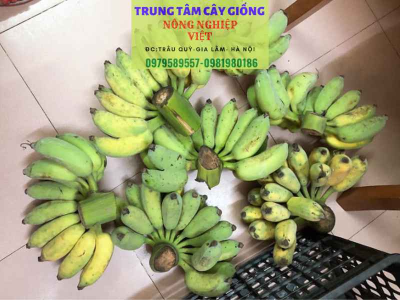 Cây giống chuối tây - Đặc điểm, cách trồng và địa điểm mua giống chuẩn