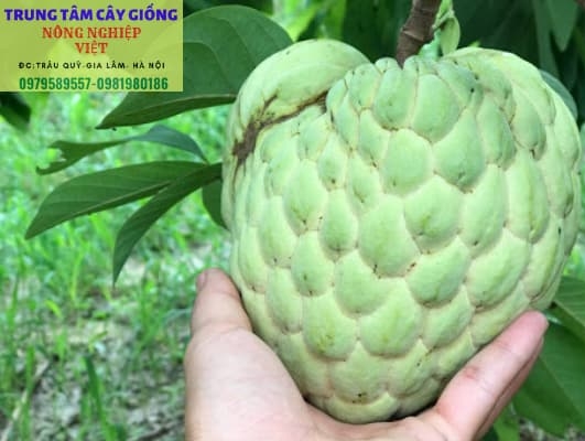 Cây Na Thái  Lan- Đặc điểm, cách trồng và địa điểm mua cây giống na thái chuẩn