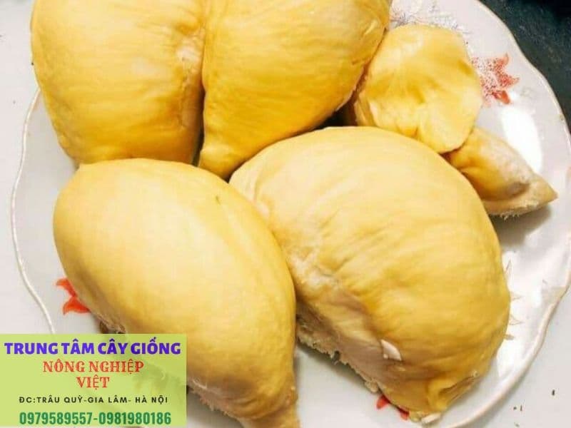 sau rieng mon khoai khau cua nhieu nguoi