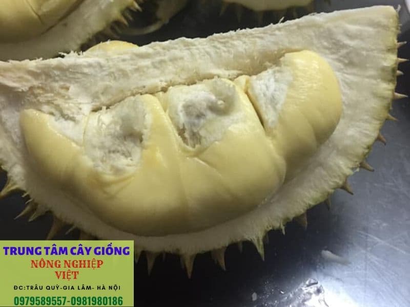 sau rieng thai co hương vi ra sao