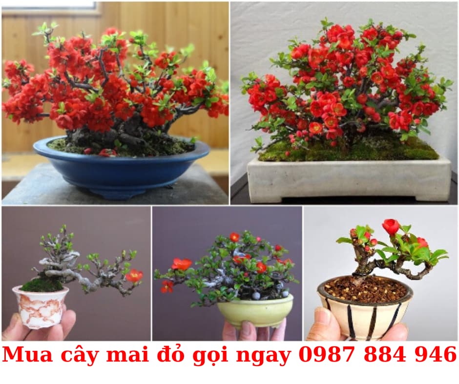 Cây hoa mai bông đỏ lùn đẹp chơi tết giá bán sỉ lẻ rẻ nhất