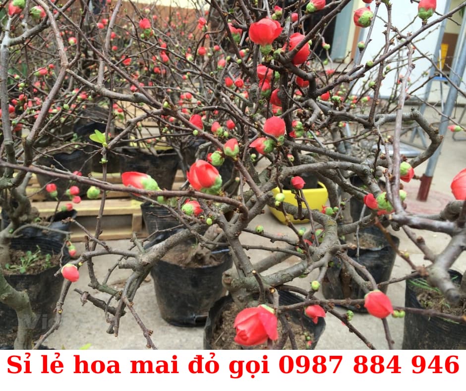 Cây hoa mai bông đỏ lùn đẹp chơi tết giá bán sỉ lẻ rẻ nhất