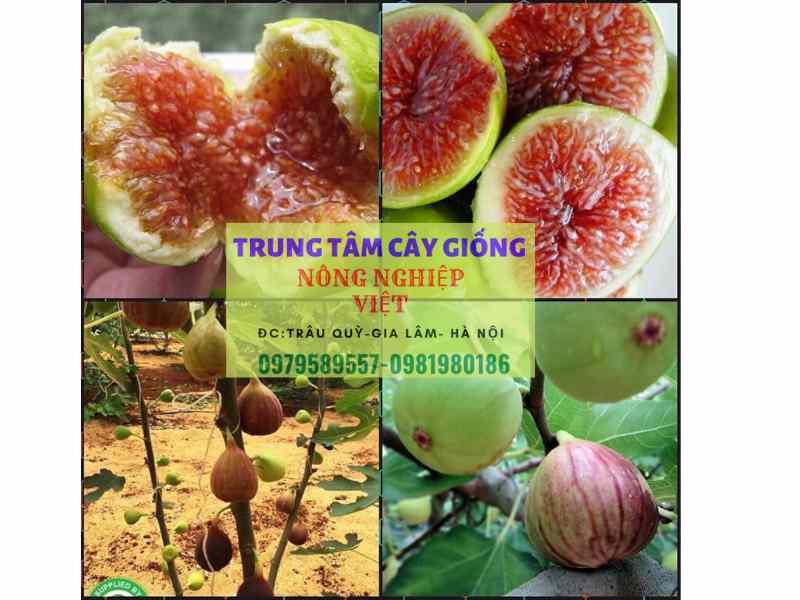 Cây sung Mỹ - Công dụng, cách trồng và địa điểm mua cây giống sung mỹ chuẩn