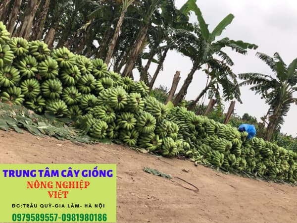 Cây giống chuối tây Thái Lan- Ưu điểm, cách trồng và địa điểm mua cây giống chất lượng