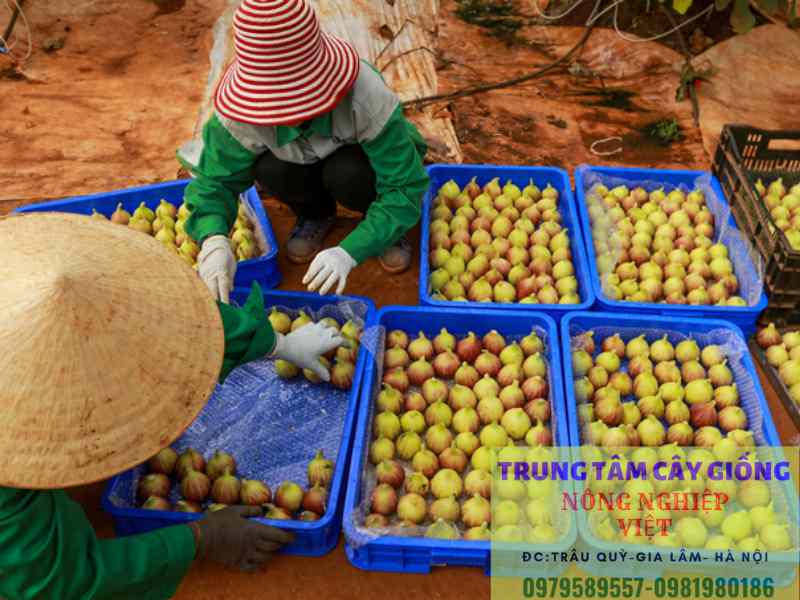 Cây sung Mỹ - Công dụng, cách trồng và địa điểm mua cây giống sung mỹ chuẩn