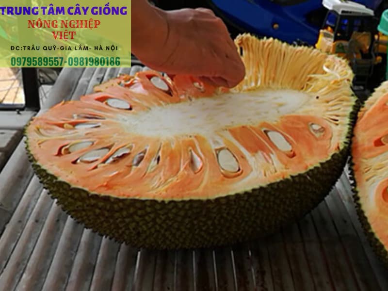 Cây Giống Mít Ruột Đỏ Inđô- Giống Chuẩn HVNN - Dễ Trồng- Có Bảo Hành - LH 0979589557
