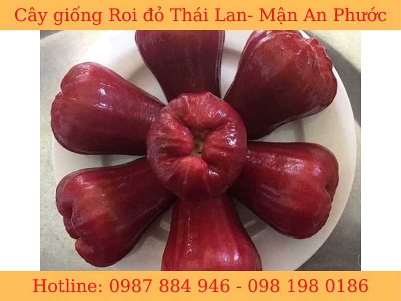 Cây Giống Roi Đỏ Thái Lan-Không Hạt - Mận Đỏ An Phước