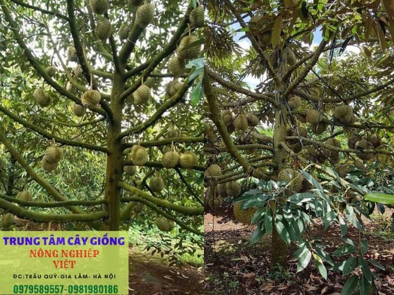 Bí quyết trồng sầu riêng sai quả theo tiêu chuẩn VIETGAP