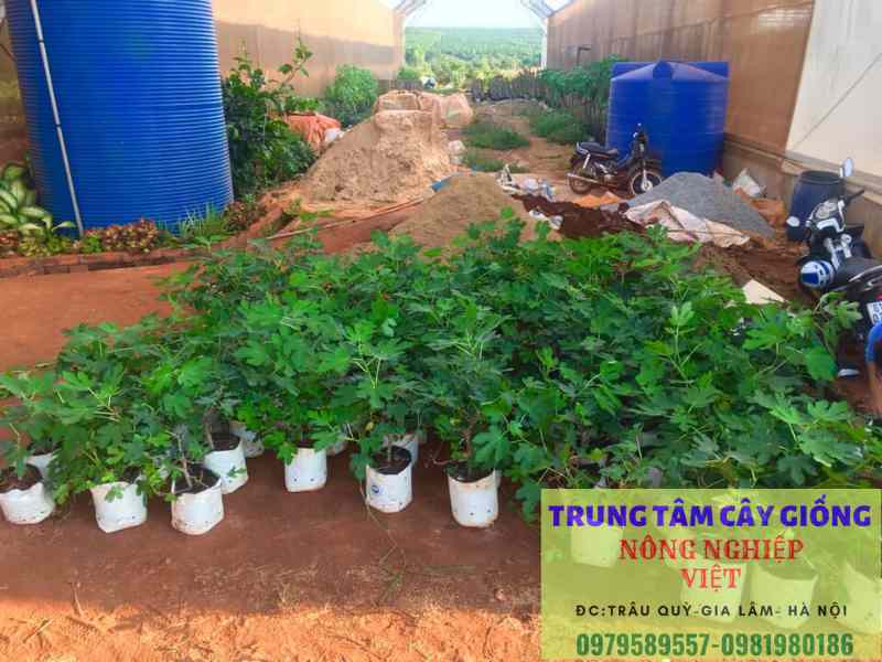 Cây sung Mỹ - Công dụng, cách trồng và địa điểm mua cây giống sung mỹ chuẩn