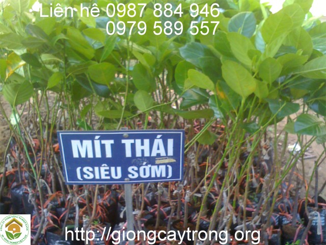 cay giong mit thai sieu som tai yen bai