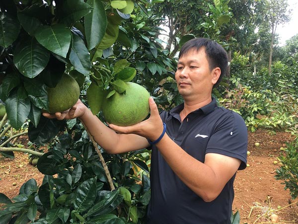 Kinh nghiệm bón phân cho bưởi da xanh giai đoạn kinh doanh tại Bến Tre