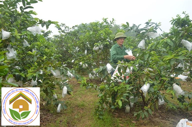 Trồng ổi lê ra quả quanh năm ăn giòn ngọt