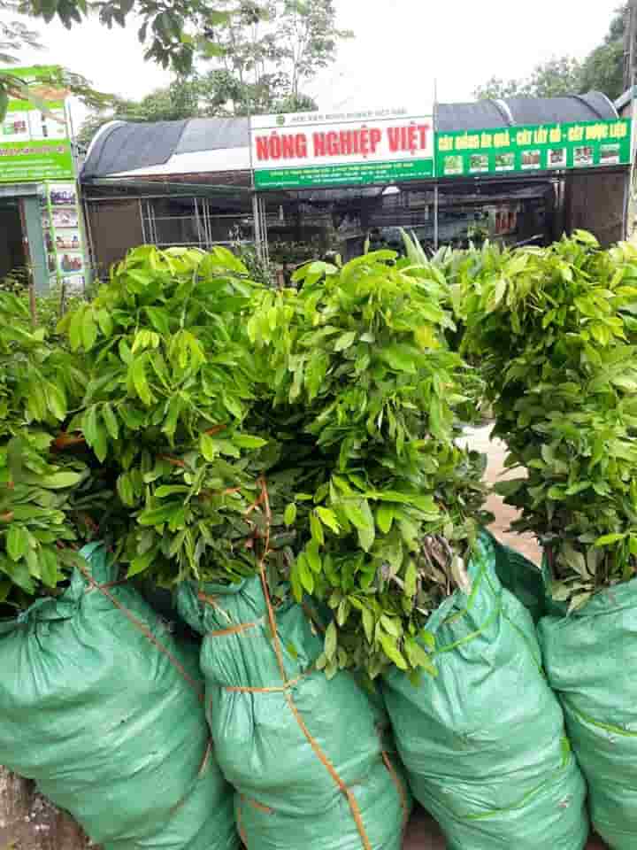 cây giống nông nghiệp Việt