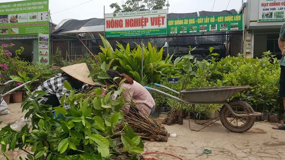 Chuẩn bị cây giống cho bà con ở vườn Nông Nghiệp Việt