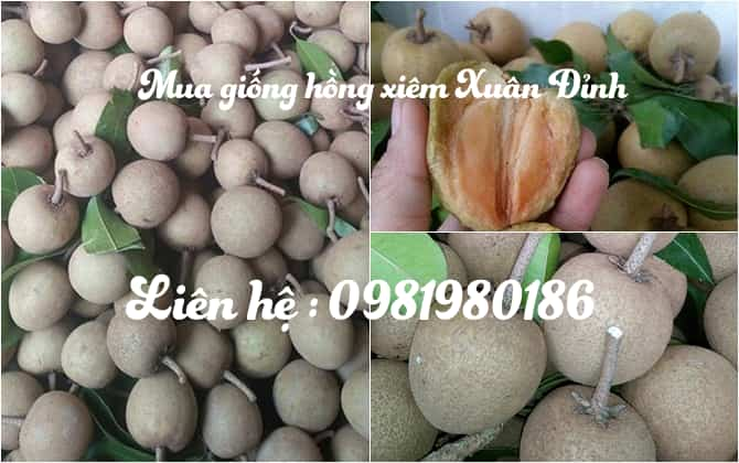 Trái hồng xiêm xuân đỉnh