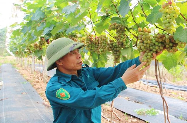 Trồng nho Hạ Đen hiệu quả cao tại sao không?