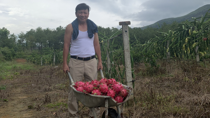 Trồng thanh long hữu cơ ở đất đồi Uông Bí