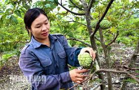 Trồng loại cây hóa giải đất "chó ăn đá gà ăn sỏi", kết quả như... trúng số
