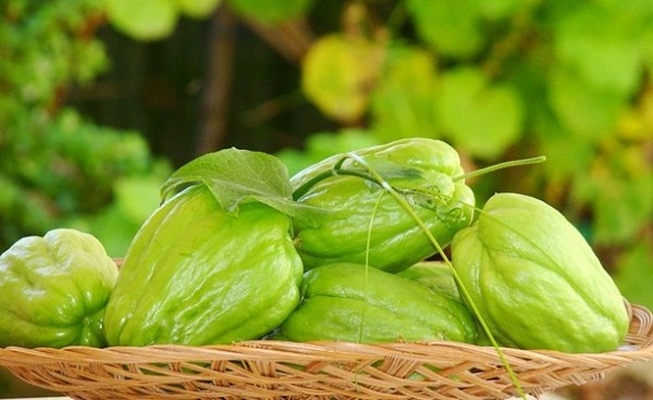 Cử nhân sư phạm thất nghiệp, bực quá về núi làm giàu nhờ su su