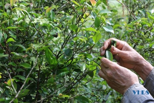 Loại cây trồng một lần, thu suốt nửa đời người, nông dân rủng rỉnh tiền